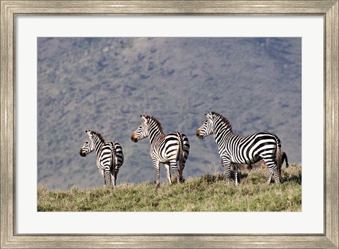 Framed Three Zebras Watch a Lion Approach, Tanzania Print