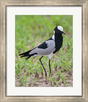 Framed Tanzania. Blacksmith Plover in Tarangire NP. Print