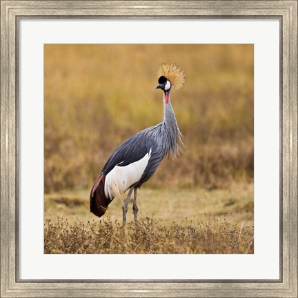 Framed Tanzania, Black Crowned Crane, Ngorongoro Crater Print