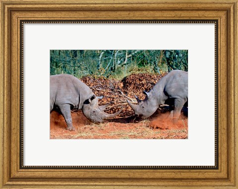 Framed White Rhino, Square Lipped Rhino, Kruger, South Africa Print