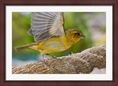 Framed Wild Bird on Fregate Island, Seychelles, Africa Print