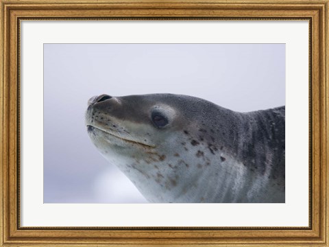 Framed Visitors Get Close-up View of Leopard Seal on Iceberg in Cierva Cove, Antarctic Peninsula Print