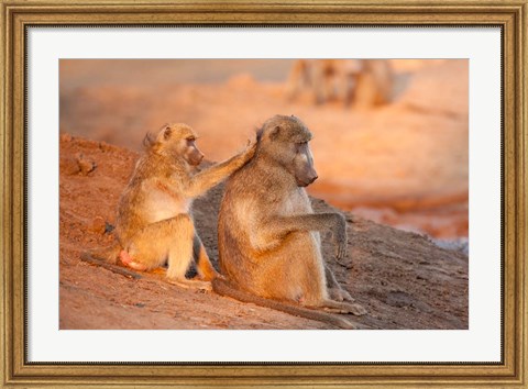 Framed Two grooming baboons, Senyati Safari Camp, Botswana Print