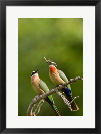 Framed Pair of Whitefronted Bee-eater tropical birds, South Africa Print