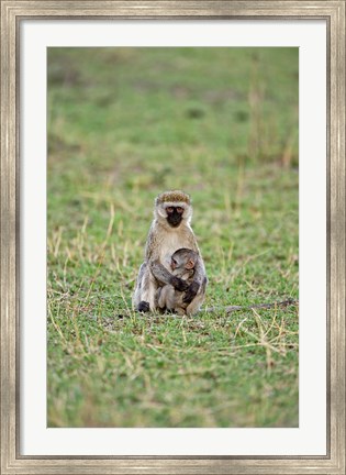 Framed Vervet monkey, Serengeti National Park, Tanzania Print