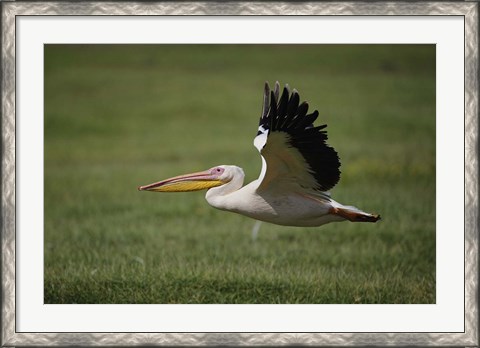 Framed White Pelican bird in flight, Lake Nakuru, Kenya Print