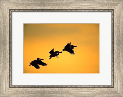 Framed White Pelican birds, Lake Manyara National Park, Tanzania Print