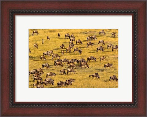 Framed Wildebeest Migration, Masai Mara Game Reserve, Kenya Print