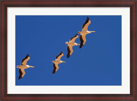 Framed White Pelicans in the sky, Sandwich Harbor, Namibia Print