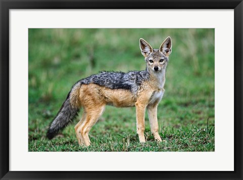 Framed Wild Dog, Black-backed Jackal, Masai Mara, Kenya Print