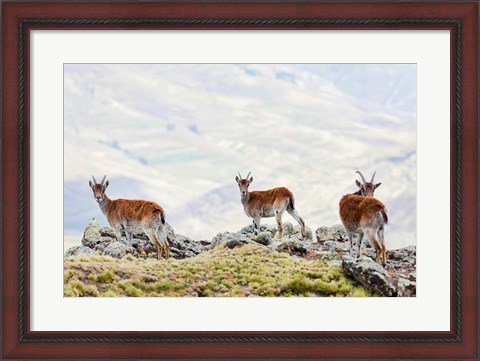 Framed Walia Ibex, Ethiopia Print