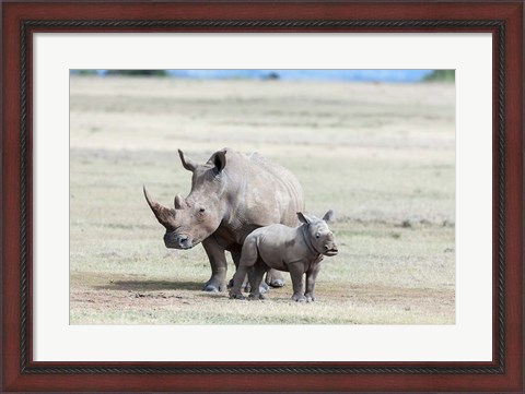 Framed White rhinoceros mother with calf, Kenya Print