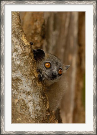 Framed White-footed sportive lemur, Berenty Reserve, MADAGASCAR Print