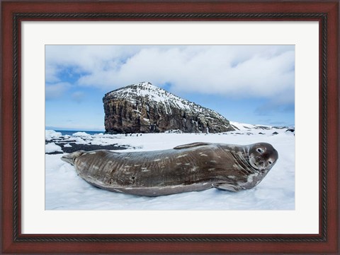 Framed Weddell Seal resting on Deception Island, Antarctica Print