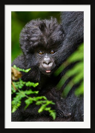 Framed Umubano Group Of Mountain Gorillas, Volcanoes National Park, Rwanda Print