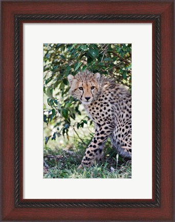 Framed Young cheetah resting beneath bush, Maasai Mara, Kenya Print