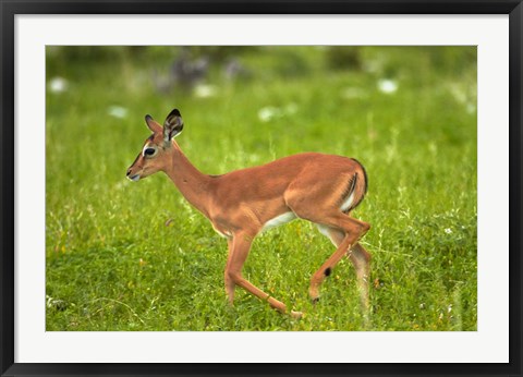 Framed Young Black-faced impala, Etosha National Park, Namibia Print