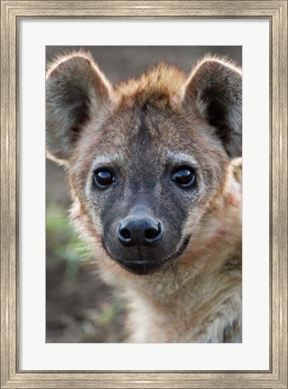 Framed Young Spotted Hyena, Tanzania Print