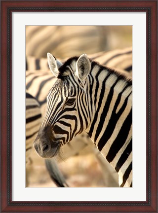 Framed Zebra at Namutoni Resort, Namibia Print