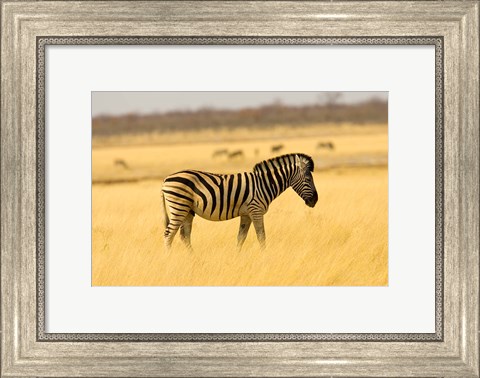 Framed Zebra in Golden Grass at Namutoni Resort, Namibia Print