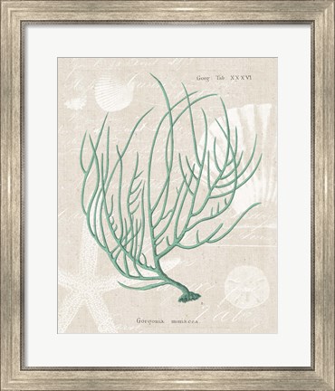 Framed Gorgonia Miniacea on Linen Sea Foam Print