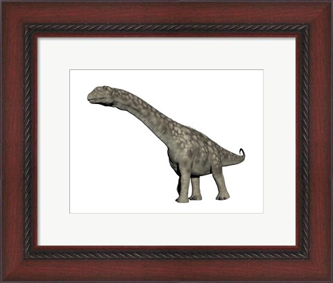 Framed Argentinosaurus dinosaur, white background Print