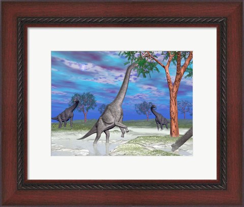 Framed Brachiosaurus dinosaurs grazing on trees Print