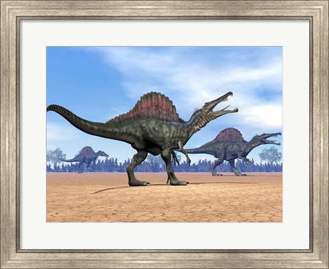 Framed Three Spinosaurus dinosaurs walking in the desert Print