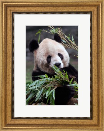 Framed Asia, China Chongqing. Giant Panda bear, Chongqing Zoo. Print