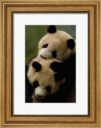 Framed Pair of Giant panda bears Print