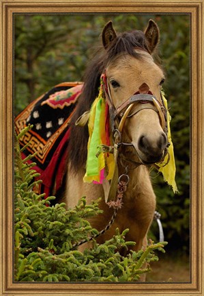 Framed Horse at the Horse Racing Festival, Zhongdian, Deqin Tibetan Autonomous Prefecture, Yunnan Province, China Print