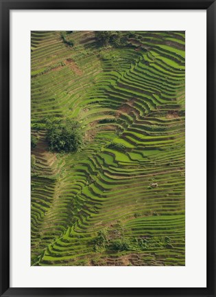 Framed Rice Terraces of the Ailao Mountains, China Print