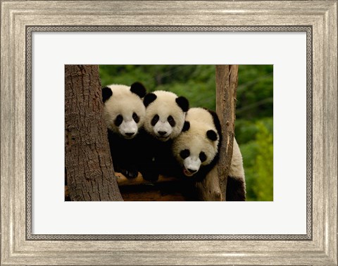 Framed Three Giant panda bears Print