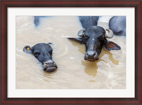 Framed Water Buffalo in Ganges River, Varanasi, India Print