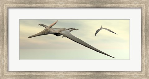 Framed Two pteranodon dinosaurs flying in cloudy sky Print