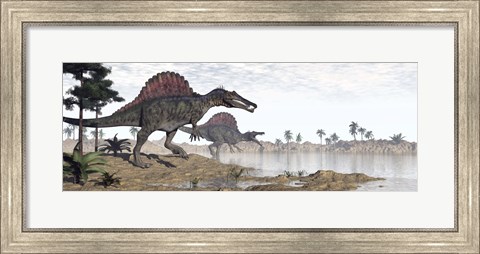 Framed Two Spinosaurus dinosaurs walking to the water in a desert landscape Print