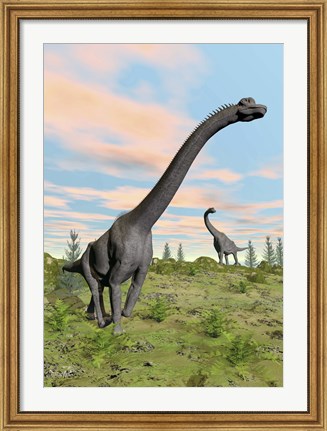 Framed Two brachiosaurus dinosaurs in a prehistoric environment Print