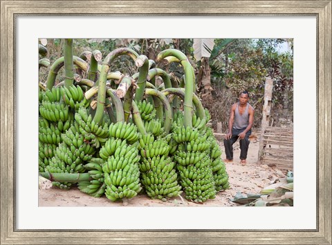 Framed India, Meghalaya, Bajengdoba, Bananas and the man who picked them Print