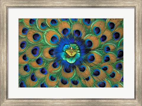 Framed Peacock Decor, India Print