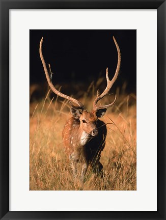 Framed Chital in Bandhavgarh National Park, India Print