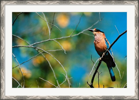 Framed Indian Roller in Bandhavgarh National Park, India Print