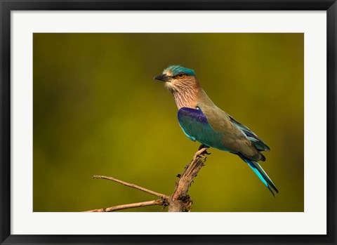 Framed Indian Roller, Bandhavgarh National Park, India Print