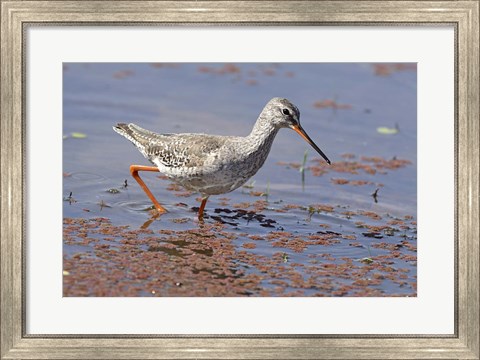 Framed Bird, Redshank, Ranthambhor National Park, India Print