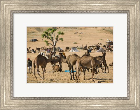 Framed Camel Market, Pushkar Camel Fair, India Print