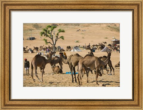 Framed Camel Market, Pushkar Camel Fair, India Print