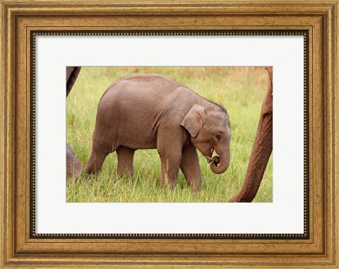 Framed Indian Elephant calf,Corbett National Park, India Print