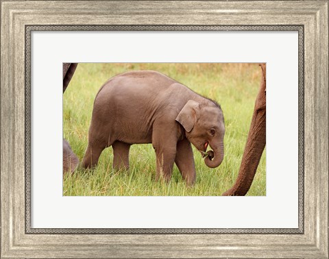 Framed Indian Elephant calf,Corbett National Park, India Print