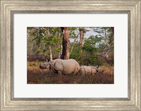 Framed One-horned Rhinoceros and young, Kaziranga National Park, India Print