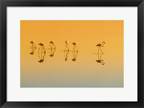 Framed Lesser Flamingos on the Lake, Udaipur, Rajasthan, India Print