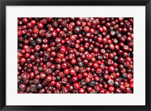 Framed Asia, India, Darjeeling. Red berries, Fresh Fruits Print